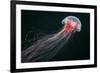 Lion's Mane Jellyfish-Alexander Semenov-Framed Photographic Print