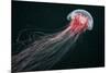 Lion's Mane Jellyfish-Alexander Semenov-Mounted Photographic Print