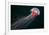 Lion's Mane Jellyfish-Alexander Semenov-Framed Photographic Print