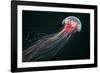 Lion's Mane Jellyfish-Alexander Semenov-Framed Photographic Print