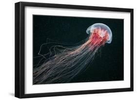 Lion's Mane Jellyfish-Alexander Semenov-Framed Photographic Print