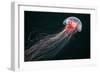 Lion's Mane Jellyfish-Alexander Semenov-Framed Photographic Print