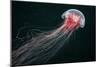 Lion's Mane Jellyfish-Alexander Semenov-Mounted Photographic Print