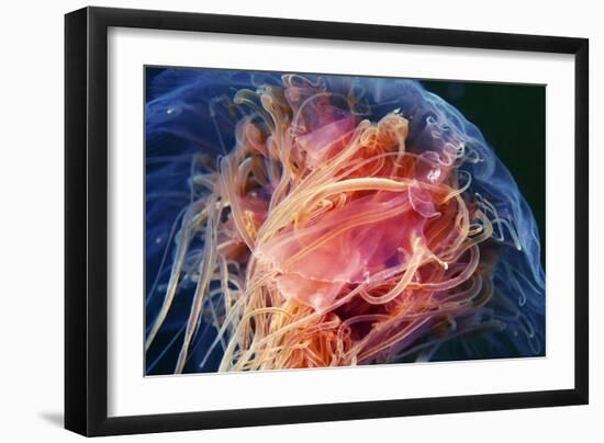 Lion's Mane Jellyfish-Alexander Semenov-Framed Photographic Print