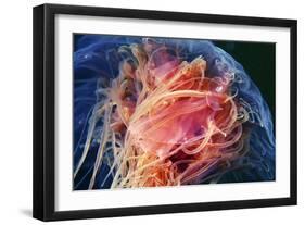 Lion's Mane Jellyfish-Alexander Semenov-Framed Photographic Print