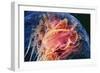 Lion's Mane Jellyfish-Alexander Semenov-Framed Photographic Print