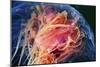 Lion's Mane Jellyfish-Alexander Semenov-Mounted Photographic Print