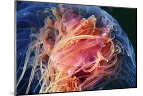 Lion's Mane Jellyfish-Alexander Semenov-Mounted Photographic Print