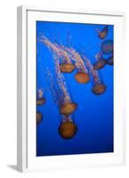 Lion's Mane Jellyfish-Richard T. Nowitz-Framed Photographic Print