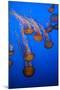 Lion's Mane Jellyfish-Richard T. Nowitz-Mounted Photographic Print