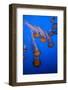 Lion's Mane Jellyfish-Richard T. Nowitz-Framed Photographic Print