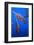 Lion's Mane Jellyfish-Richard T. Nowitz-Framed Photographic Print