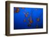 Lion's Mane Jellyfish-Richard T. Nowitz-Framed Photographic Print