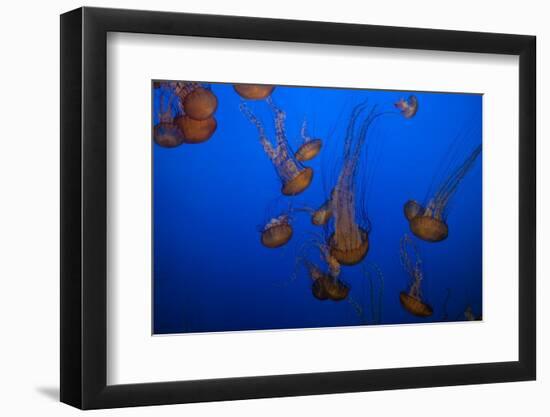 Lion's Mane Jellyfish-Richard T. Nowitz-Framed Photographic Print