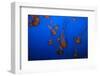 Lion's Mane Jellyfish-Richard T. Nowitz-Framed Photographic Print