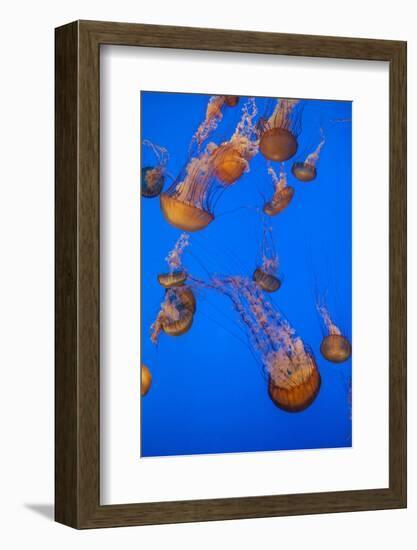 Lion's Mane Jellyfish-Richard T. Nowitz-Framed Photographic Print