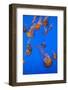 Lion's Mane Jellyfish-Richard T. Nowitz-Framed Photographic Print