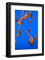 Lion's Mane Jellyfish-Richard T. Nowitz-Framed Photographic Print