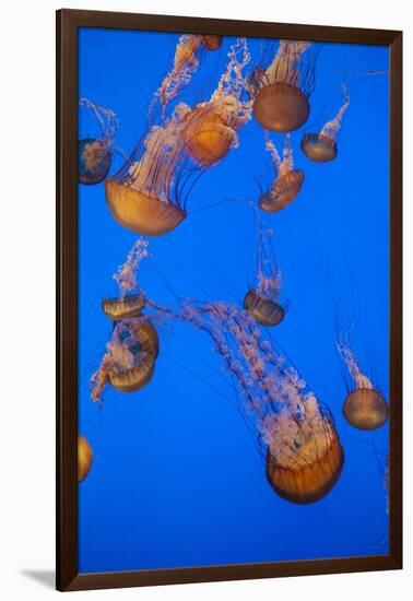 Lion's Mane Jellyfish-Richard T. Nowitz-Framed Photographic Print