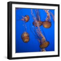 Lion's Mane Jellyfish-Richard T. Nowitz-Framed Photographic Print