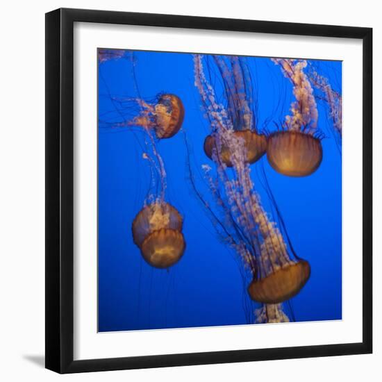 Lion's Mane Jellyfish-Richard T. Nowitz-Framed Photographic Print