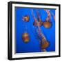 Lion's Mane Jellyfish-Richard T. Nowitz-Framed Photographic Print