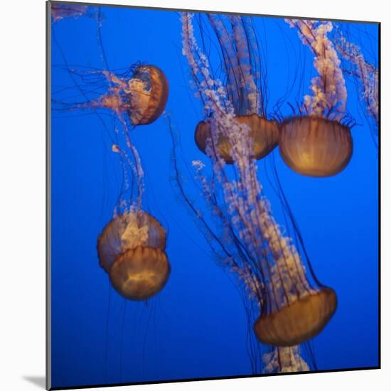 Lion's Mane Jellyfish-Richard T. Nowitz-Mounted Photographic Print