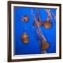 Lion's Mane Jellyfish-Richard T. Nowitz-Framed Photographic Print