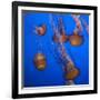 Lion's Mane Jellyfish-Richard T. Nowitz-Framed Photographic Print