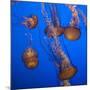 Lion's Mane Jellyfish-Richard T. Nowitz-Mounted Photographic Print