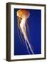 Lion's Mane Jellyfish-null-Framed Photographic Print