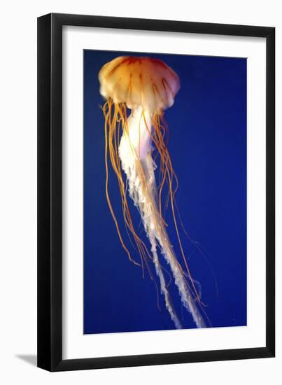 Lion's Mane Jellyfish-null-Framed Photographic Print