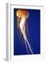 Lion's Mane Jellyfish-null-Framed Photographic Print