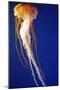 Lion's Mane Jellyfish-null-Mounted Photographic Print