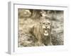 Lion's Roar-null-Framed Photo