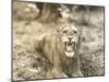 Lion's Roar-null-Mounted Photo