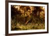 Lion scent marking its territory at dawn, Tanzania-Nick Garbutt-Framed Photographic Print