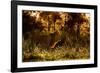 Lion scent marking its territory at dawn, Tanzania-Nick Garbutt-Framed Photographic Print