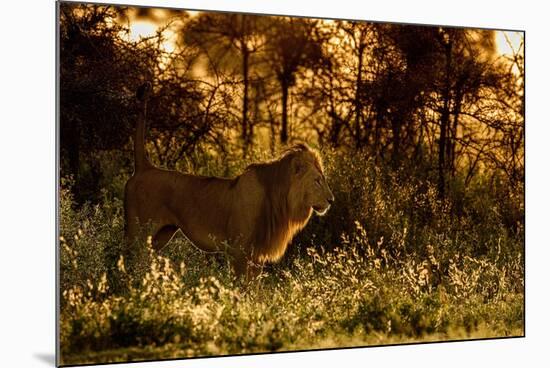 Lion scent marking its territory at dawn, Tanzania-Nick Garbutt-Mounted Photographic Print