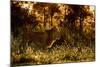 Lion scent marking its territory at dawn, Tanzania-Nick Garbutt-Mounted Photographic Print