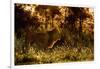 Lion scent marking its territory at dawn, Tanzania-Nick Garbutt-Framed Photographic Print