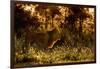 Lion scent marking its territory at dawn, Tanzania-Nick Garbutt-Framed Photographic Print