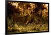 Lion scent marking its territory at dawn, Tanzania-Nick Garbutt-Framed Photographic Print