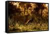 Lion scent marking its territory at dawn, Tanzania-Nick Garbutt-Framed Stretched Canvas