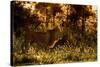 Lion scent marking its territory at dawn, Tanzania-Nick Garbutt-Stretched Canvas