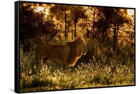 Lion scent marking its territory at dawn, Tanzania-Nick Garbutt-Framed Stretched Canvas