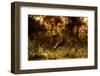 Lion scent marking its territory at dawn, Tanzania-Nick Garbutt-Framed Photographic Print