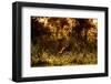 Lion scent marking its territory at dawn, Tanzania-Nick Garbutt-Framed Photographic Print
