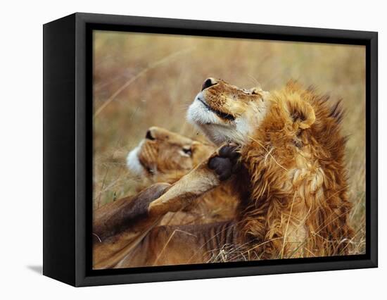 Lion Scratching Neck with Paw-George Lepp-Framed Stretched Canvas