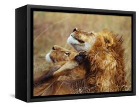 Lion Scratching Neck with Paw-George Lepp-Framed Stretched Canvas